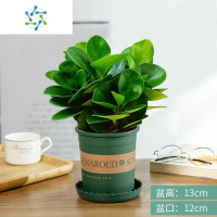 三维工匠盆栽多肉植物水培花卉植物室内客厅桌面绿植碧玉好养