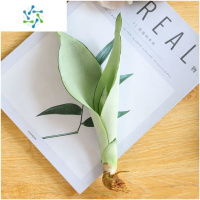 三维工匠白玉兰虎皮兰盆栽好养易活水培植物办公室内吸甲醛绿植客厅虎尾兰花卉