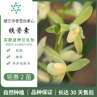 三维工匠兰花 浓香雪白素心建兰铁骨素传统兰花苗四季兰绿植盆栽园艺花卉