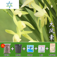 三维工匠兰花大凤素建兰四季兰花卉室内盆栽绿植物兰草四季兰勤开花易养活