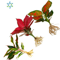 三维工匠吉利红如意皇后花万年红水培植物水养室内绿植花卉红易活桌面盆栽