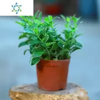 三维工匠提根造型六月雪盆景小盆栽微型造型实物禅意老桩四季常青桌面绿植花卉