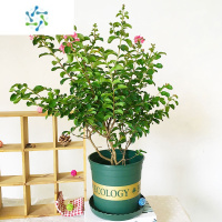 三维工匠紫薇盆栽带花苞耐热耐寒花卉绿植阳台庭院多年生木本四季花园植物