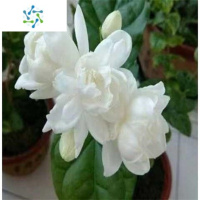 三维工匠七彩茉莉花盆栽大花浓香茉莉绿植花卉室内外植物四季常青净化空气