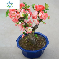 三维工匠海棠花盆栽四季开花重瓣树苗花卉盆景老桩庭院绿植物室内开花好养