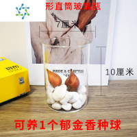 三维工匠水培玻璃花盆郁金香水养花瓶白掌绿萝植物百合盆透明玻璃花瓶圆筒花盆容器