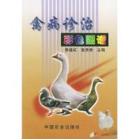 禽病诊治彩色图谱鸡病诊治鸭鹅病诊治禽病防治技术书籍 养鸡技术书养鹅技术书籍禽病书大全常见养鸡疾病诊断与防护禽病学禽病