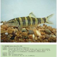 中国南方淡水鱼类原色图鉴 动物大百科海洋生物书籍儿童生物海底世界大百科全书海洋生物图鉴鱼类图鉴6-12岁青少年书籍植