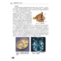 射频镇痛治疗学 第2版 疼痛专著 射频治疗技术书籍 镇痛治疗 椎间盘射频治疗 肌肉射频治疗 癌痛射频治疗 射频镇痛治