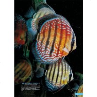 世界热带鱼图鉴 700种热带鱼饲养与鉴赏图典 热带鱼图鉴 养鱼技术书籍 家庭养鱼书籍