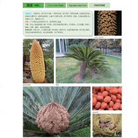 景观园林植物图鉴 常见园林树木识别 植物分类与应用 花草树木植物鉴别鉴赏指南方法 园林绿化植物种植繁殖书 植物养护保