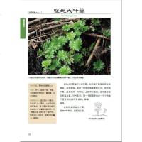 生活-苔藓图鉴苔藓植物生物园艺盆景景观庭院苔藓景观书苔藓球苔藓盆景苔藓种类养植方法 花卉园艺植物图鉴栽培技术入书籍