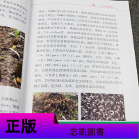 正版 羊肚菌高效栽培技术 乡村振兴战略之乡村人才振兴食用菌类栽培技术书籍