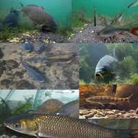 网红摄像头|四代500万像素探鱼器连接手机防水探鱼器D1