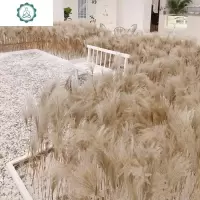 天然芦苇干花永生花束橱窗装饰摆件芦苇花拂尘花麦穗干花婚庆道具 封后 高度1米100支