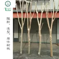 干树枝枯枝白树枝隔断装饰摆件北欧风客厅创意屏风橱窗 封后 1根5-7cm粗2.4-2.5m高(带叉) 干树枝