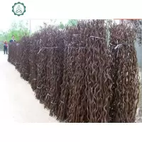 天然龙桑树装饰树龙桑树干原木装饰树段树枝树杈枯树装饰橱窗隔断 封后 龙桑1.7米10支 干树枝