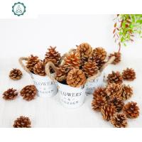 干松果树枝装饰幼儿园环创手工制作diy材料墙壁干花挂件摆件道具 封后 5-6CM0.5kg 干花包