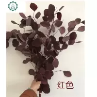 尤加利干花花束圆叶桉树枝装饰永生花苹果叶客厅桌面摄影摆件 封后 蓝绿色一束大圆叶70CM左右100克 干树枝