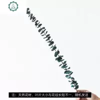 尤加利叶干花束客厅摆设干树枝装饰永生花植物标本ins风假花摆件 封后 金色水培+粉色麦穗[干花] 干树枝