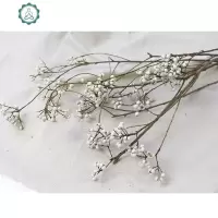 小白果干花天然干树枝干花小清新简约北欧插花摆设diy手工花材 封后 长枝1扎3-5枝(40cm左右)