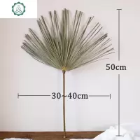 [棕榈叶]蒲扇蒲葵干花干树枝真树叶北欧ins民宿装饰婚布置 封后 棕榈叶10支 干树枝