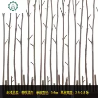 家居干树枝树装饰干枝客厅幼儿园室内枯树干隔断天然禅意森系北欧 封后 ③带杈漂白直径6-9cm高2-3米/根 干树枝