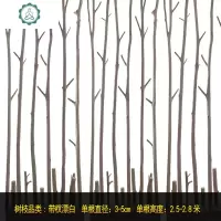 家居干树枝树装饰干枝客厅幼儿园室内枯树干隔断天然禅意森系北欧 封后 小树桩20-35厘米/单个 干树枝