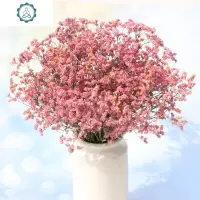 满天星花束真花装饰摆件网红ins风鲜花风干插花勿忘我论斤卖 封后 勿忘我搭情人草 干花包