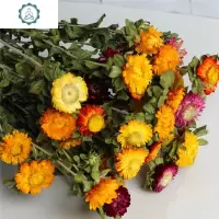 网红ins风干花花束雏菊七彩菊花文艺小清新客厅家居装饰拍摄道具 封后 菠萝杆雏菊20朵花头 干树枝