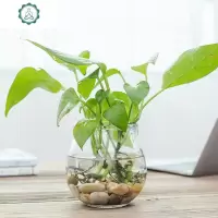 创意水培花瓶绿萝植物圆扁石头花盆玻璃花瓶室内鹅卵石盆栽装饰品 封后 鹅卵石0.5-2CM[1斤装]