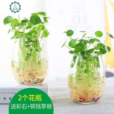 摆设水养绿萝餐桌上放的水培植物花瓶清新养花绿植车载鱼缸干花小 封后 南瓜瓶2个(送铜钱草根+彩石) 中等