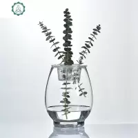 欧式创意恐龙蛋花瓶 透明玻璃花瓶 简约水培绿萝花卉植物玻璃器皿 封后 15cm(恐龙蛋)