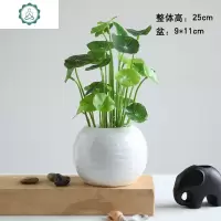 北欧仿真植物假绿植摆件盆景客厅餐桌办公桌面小盆栽室内装饰假花 封后 陶瓷盆栽-绿萝