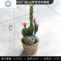 罗曼妈妈 仿真植物仙人掌小盆栽室内桌面盆景装饰组合创意摆件 封后 仙人球开花组合盆载中号圆纸桨盆