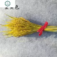 稻穗装饰真稻子稻谷干花 桌面仿真假插花 丰收拍摄影道具 封后 套装E(100枝稻穗+细腰白花瓶)仿真植物