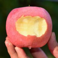 红富士苹果3斤装 70-75mm果 现摘现发 2020年新果 应季水果