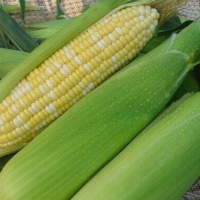 汉南甜玉米15根装，湖北同城专属物流，省外的兄弟姐妹勿拍