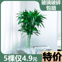 【竹报平安】富贵竹水培植物盆栽绿植花卉室内花客厅水养绿萝大叶
