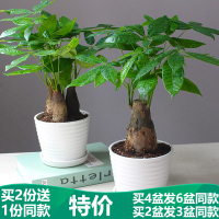 【买2份送1同款】发财树盆栽植物室内小盆景四季常青绿植客厅办公室盆栽花卉