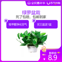 【买3盆送1盆】绿萝盆栽室内花卉绿植绿箩多肉水养花卉盆景桌面办公客厅摆放水培大叶绿色萝北欧风