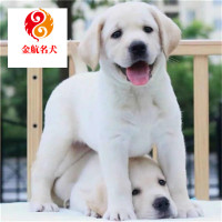 拉布拉多犬 纯种宠物拉布拉多犬幼犬狗狗 奶黄色 黑色奶油白色拉布拉多幼崽全国发货视频挑选拉布拉多犬狗狗