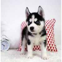 哈士奇幼犬出售纯种双血统哈士奇幼犬活体 双血统哈士奇蓝眼黑眼 三把火二哈视频挑选全国发货 售后保障