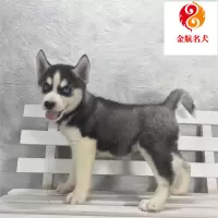 纯种哈士奇 哈士奇幼犬活体 宠物犬二哈宠物狗 双血统哈士奇蓝眼三把火好 红色 黑色 灰色哈士奇