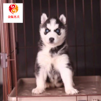 哈士奇幼犬纯种西伯利亚雪獒犬 公母都有 纯种二哈小狗崽活体 视频挑选哈士奇狗狗幼犬