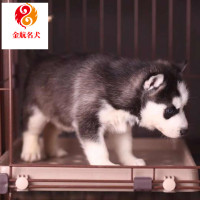 哈士奇幼犬 纯种哈士奇活体二哈宠物狗 双血统小狗狗活体视频挑选 特价热卖 全国发货