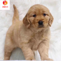 金毛幼犬活体 宠物狗狗 纯种金毛犬 双血统证书金毛幼犬 家养枫叶金毛犬幼崽 视频挑选 售后保障