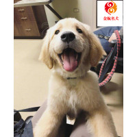 金毛幼犬 活体金毛犬幼犬 纯种宠物金毛犬狗狗 双血统证书 枫叶大头版 大骨架家养宠物金毛犬 视频挑选