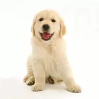 纯种金毛幼犬活体 金毛幼崽 家养宠物 枫叶大头版金毛犬犬狗狗 巡回猎犬 双血统带证书 视频挑选 售后保障 全国发货