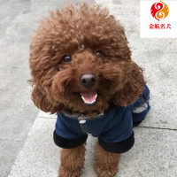 宠物泰迪犬活体 泰迪犬幼犬 纯种泰迪狗 茶杯犬幼犬 黑色 白色红色 视频挑选 售后保障 全国发货